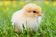 Nugget the chick sitting in grass